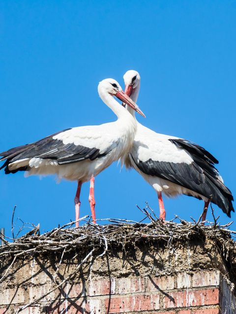 Ein Storchenpaar im Nest