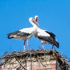 Ein Storchenpaar im Nest