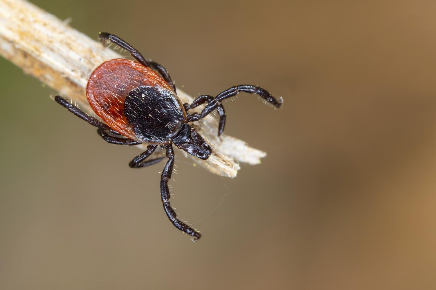 Der Gemeine Holzbock (Ixodes ricinus) wird erst bei Temperaturen von mindestens sieben Grad Celsius aktiv. Minusgrade übersteht das Spinnentier problemlos