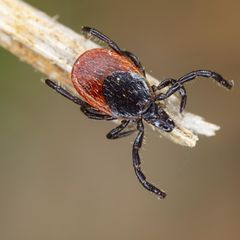 Der Gemeine Holzbock (Ixodes ricinus) wird erst bei Temperaturen von mindestens sieben Grad Celsius aktiv. Minusgrade übersteht das Spinnentier problemlos