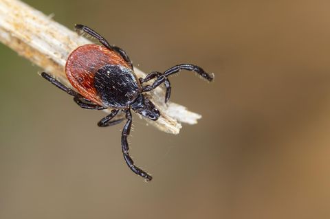 Der Gemeine Holzbock (Ixodes ricinus) wird erst bei Temperaturen von mindestens sieben Grad Celsius aktiv. Minusgrade übersteht das Spinnentier problemlos
