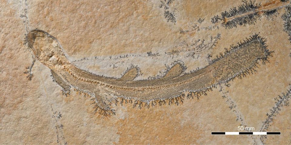 Skelett des Urzeithais Bavariscyllium