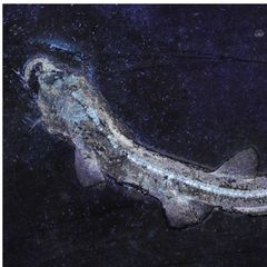 Urzeit-Hai Bavariscyllium