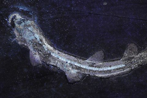 Urzeit-Hai Bavariscyllium