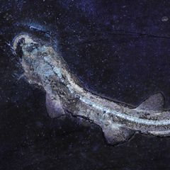 Urzeit-Hai Bavariscyllium