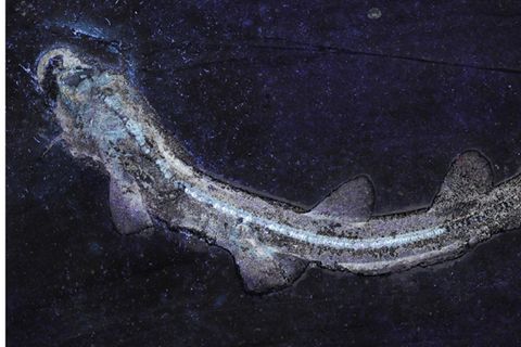 Urzeit-Hai Bavariscyllium