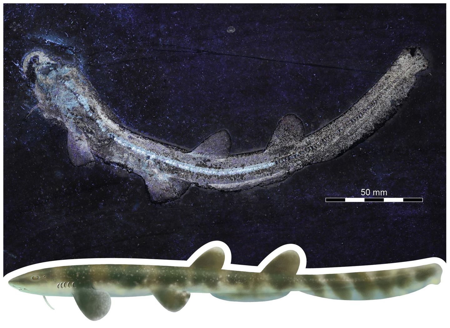 Urzeit-Hai Bavariscyllium