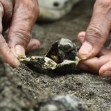 Die Welt ist schlecht, und der Mensch ist grausam. Oder etwa nicht? Der "Our World is Kind Photography Award" wirft ein Schlaglicht auf all die kleinen Akte der Liebe und Güte, die leicht zu übersehen, aber allgegenwärtig sind. Vergeben wird er von der Non-Profit-Organisation "Envision Kindness". Sie hat sich zum Ziel gesetzt, den Geist des Guten durch Bilder und Videos zu verbreiten, insbesondere in Arztpraxen und Krankenhäusern. Dort sollen sie Angst und Anspannung entgegenwirken.   Die sanften Hände auf diesem Bild helfen einer jungen Meeresschildkröte am Strand nahe der philippinischen Hauptstadt Manila aus dem Ei. Ihre Geschwister sind bereits bei Nacht geschlüpft und gemeinsam zum rettenden Meer gewandert. Die kleine Nachzüglerin wird nun von einer örtlichen Hilfsorganisation aufgepäppelt, bis sie in Freiheit bestehen kann