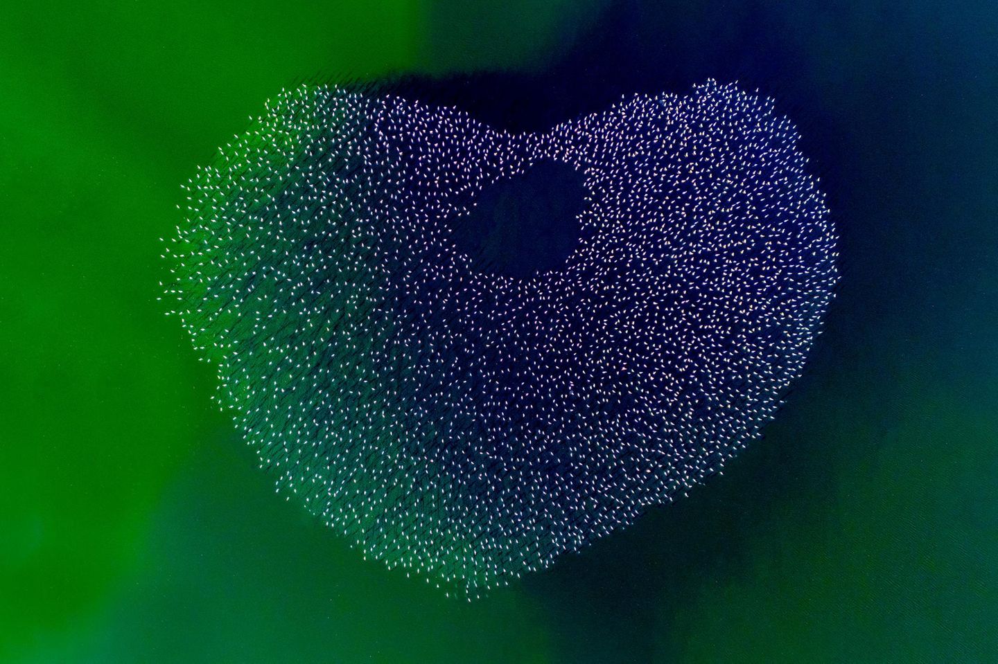 Ganz ehrlich: Natürlich wissen wir, dass diese Flamingos in der Türkei keinen Flashmob gebildet haben, um dem Fotografen Muzaffer Murat İlhan ein Zeichen ihrer Zuneigung zu senden. Wie sie sich positionieren, darüber bestimmt normalerweise die Verteilung der Kleinstlebewesen, die sie mit ihrem Schnabel aus der alkalischen Brühe filtern. Doch in diesem Fall spielt tatsächlich die Liebe eine Rolle: Die Vögel führen einen Balztanz auf. Tausende Flamingos schreiten synchron durchs Wasser, drehen ihre Hälse und schlagen mit den Flügeln, um einen Partner oder eine Partnerin zu finden. Aus Drohnenperspektive bildet der Schwarm dabei fließende Formen wie dieses große, pinkfarbene Herz. Wir lieben es!