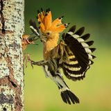 In einem Punkt unterscheiden sich Wiedehopfjunge von Menschenkindern: Sie sperren einfach den Schnabel auf, statt an der Essensauswahl herumzumäkeln oder Leckerbissen zu verweigern, weil sie falsch serviert wurden. Doch genau wie Babys sind die flugunfähigen Küken vollends auf ihre Eltern angewiesen. Sie bleiben in der sicheren Baumhöhle, während Mutter und Vater sie aufopferungsvoll versorgen. Timea Ambrus fing diesen Moment der Nähe in Ungarn ein: Die Mutter stopft das hungrige Maul, noch bevor sie gelandet ist. Fürsorge sei eine Naturgewalt, schreibt die Jury: "Sie erhält am Leben, lässt gedeihen und stärkt die Bindung zwischen Eltern und Kindern." 