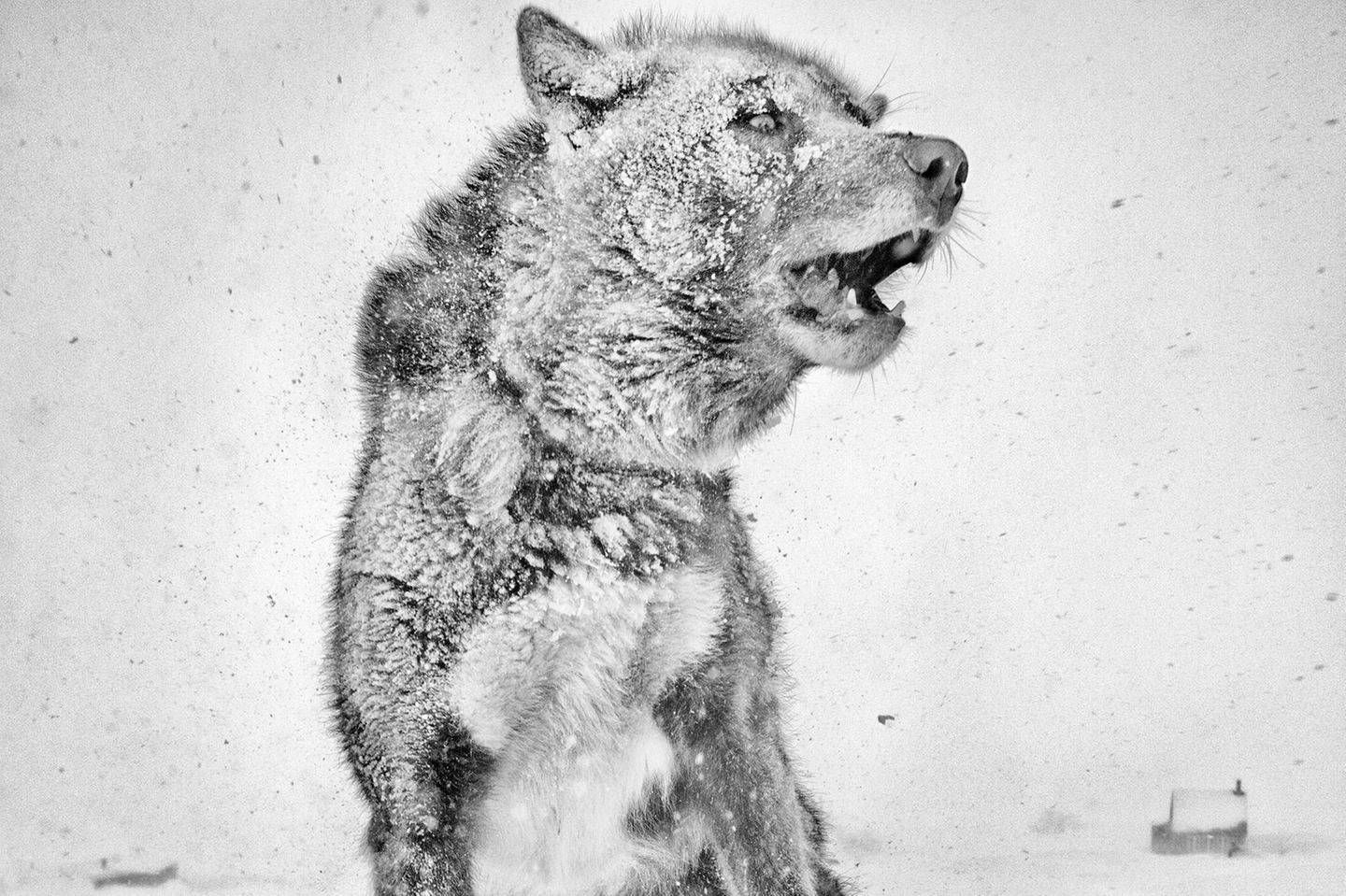 Schlittenhunde sind treue Begleiter in Eis und Schnee: Doch immer mehr Inuit geben die traditionelle Jagd auf. Viele Hunde werden nur noch für Wettkampfrennen gehalten.