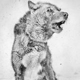 Schlittenhunde sind treue Begleiter in Eis und Schnee: Doch immer mehr Inuit geben die traditionelle Jagd auf. Viele Hunde werden nur noch für Wettkampfrennen gehalten.