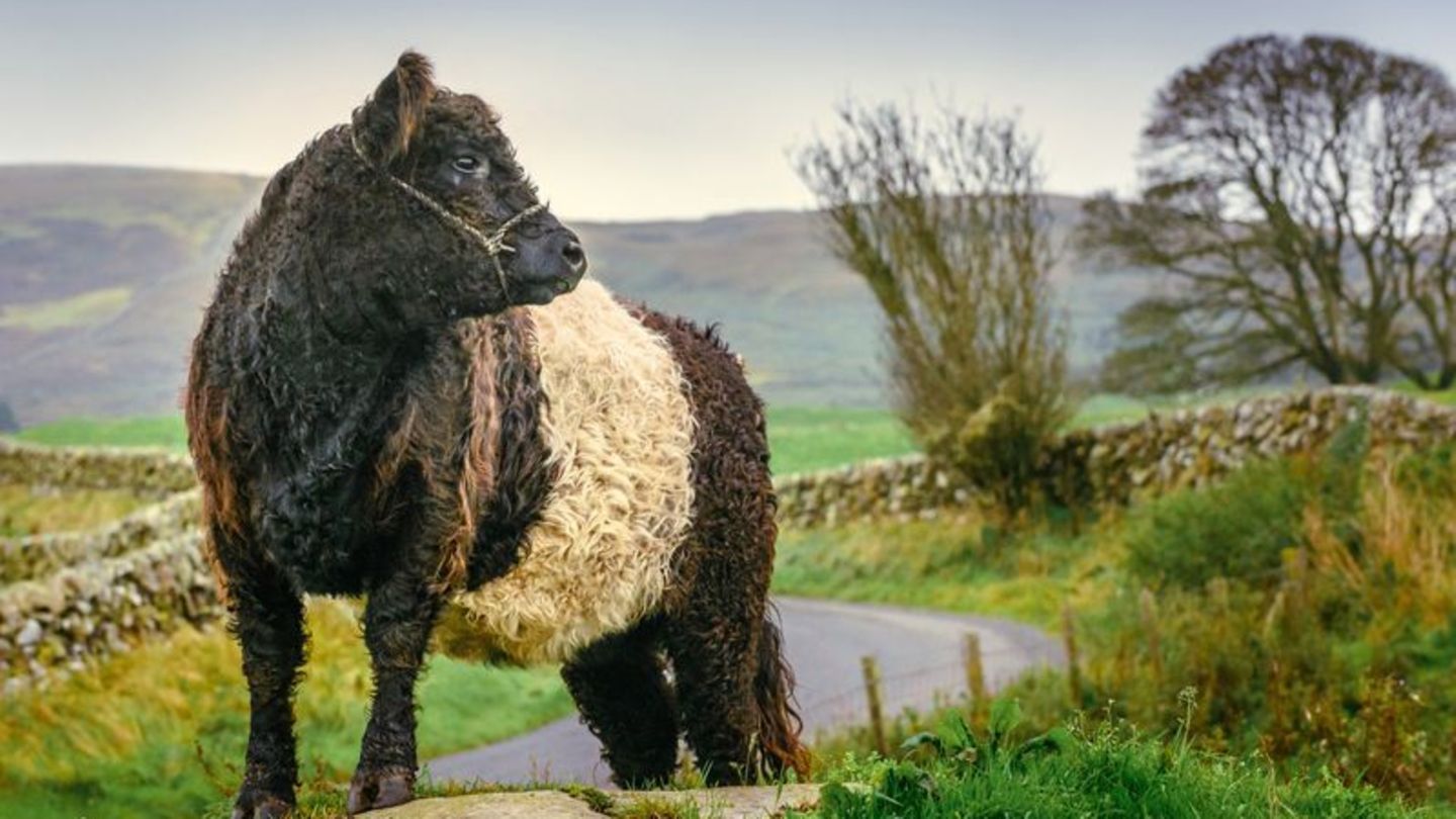 Flauschig: eine Kuh der Rasse Belted Galloway auf einer Weide in Schottland. Foto: Damian Shields/Visit South West Scotland/dpa-