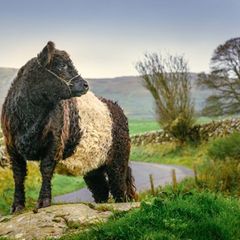 Flauschig: eine Kuh der Rasse Belted Galloway auf einer Weide in Schottland. Foto: Damian Shields/Visit South West Scotland/dpa-