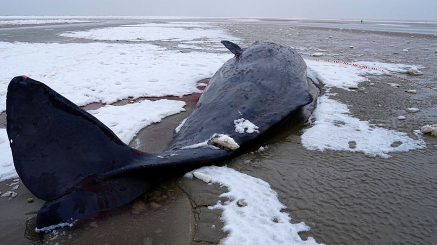 In Dänemark sind mehrere Wale gestrandet. Foto: Mads Claus Rasmussen/Ritzau Scanpix/AP/dpa