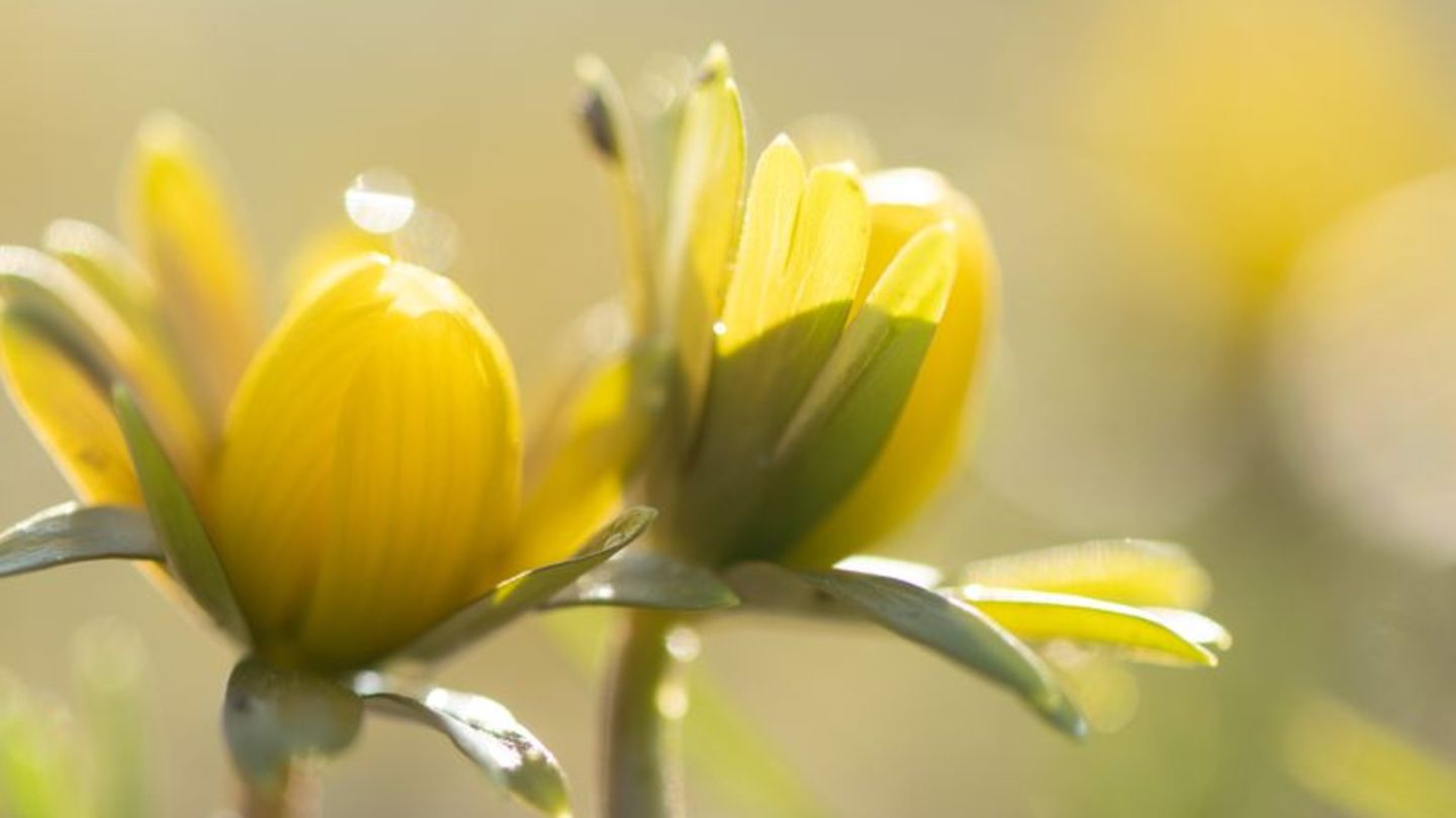 Manche Menschen reagieren stärker als andere auf Wetteränderungen. (Symbolbild) Foto: Sebastian Kahnert/dpa