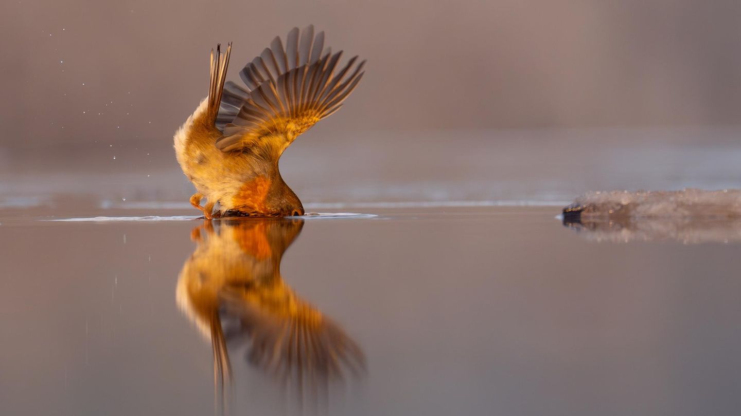 Ein Rotkehlchen auf Fischfang: Fotografin filmt seltene Jagdszene