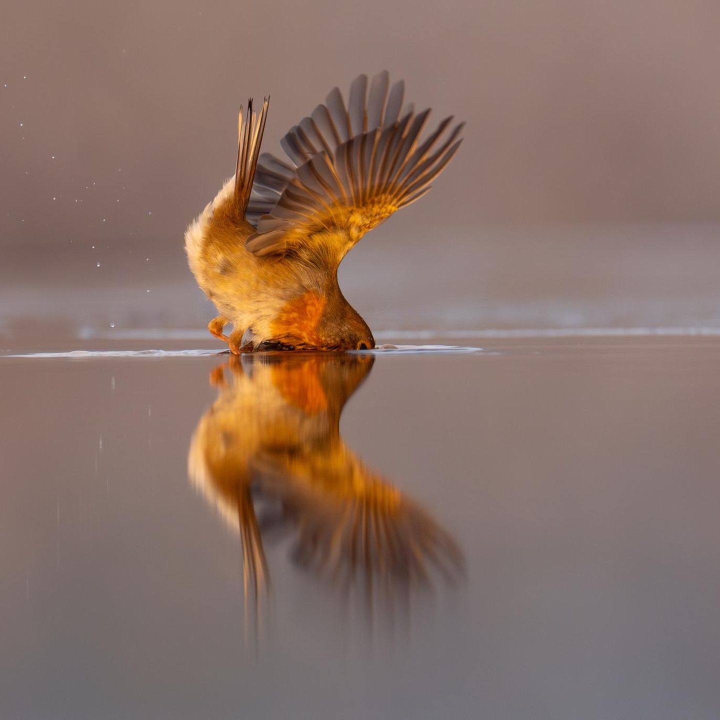 Faszinierende Aufnahmen: Ein Rotkehlchen auf Fischfang: Fotografin filmt seltene Jagdszene
