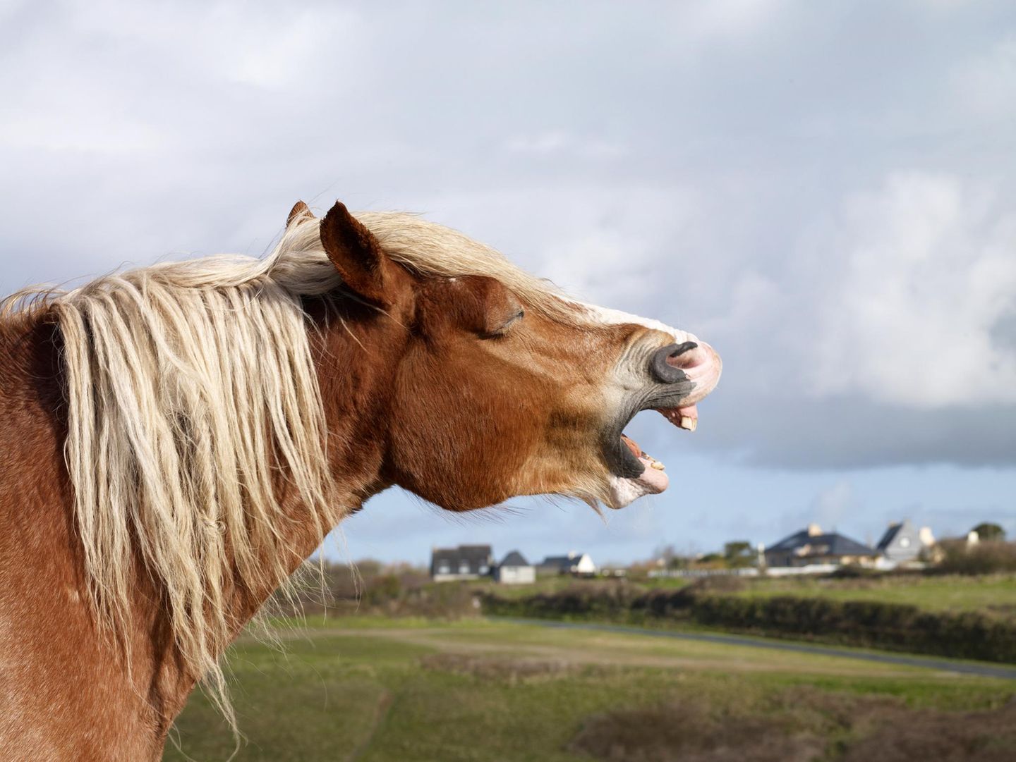 Wieherndes Pferd auf einer Koppel