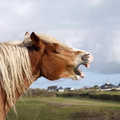 Wieherndes Pferd auf einer Koppel