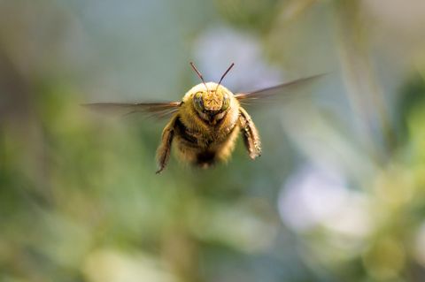 Fliegende Hummel