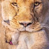 Behutsam trägt eine Löwin im kenianischen Naturpark "Mara North Conservancy" ihr Junges im Maul. Instinktiv erschlaffen die Muskeln des Jungtiers, was den Transport in ein neues Versteck für die Mutter erleichtert. Das Foto gewann den 3. Preis in der Kategorie "Tierporträts".