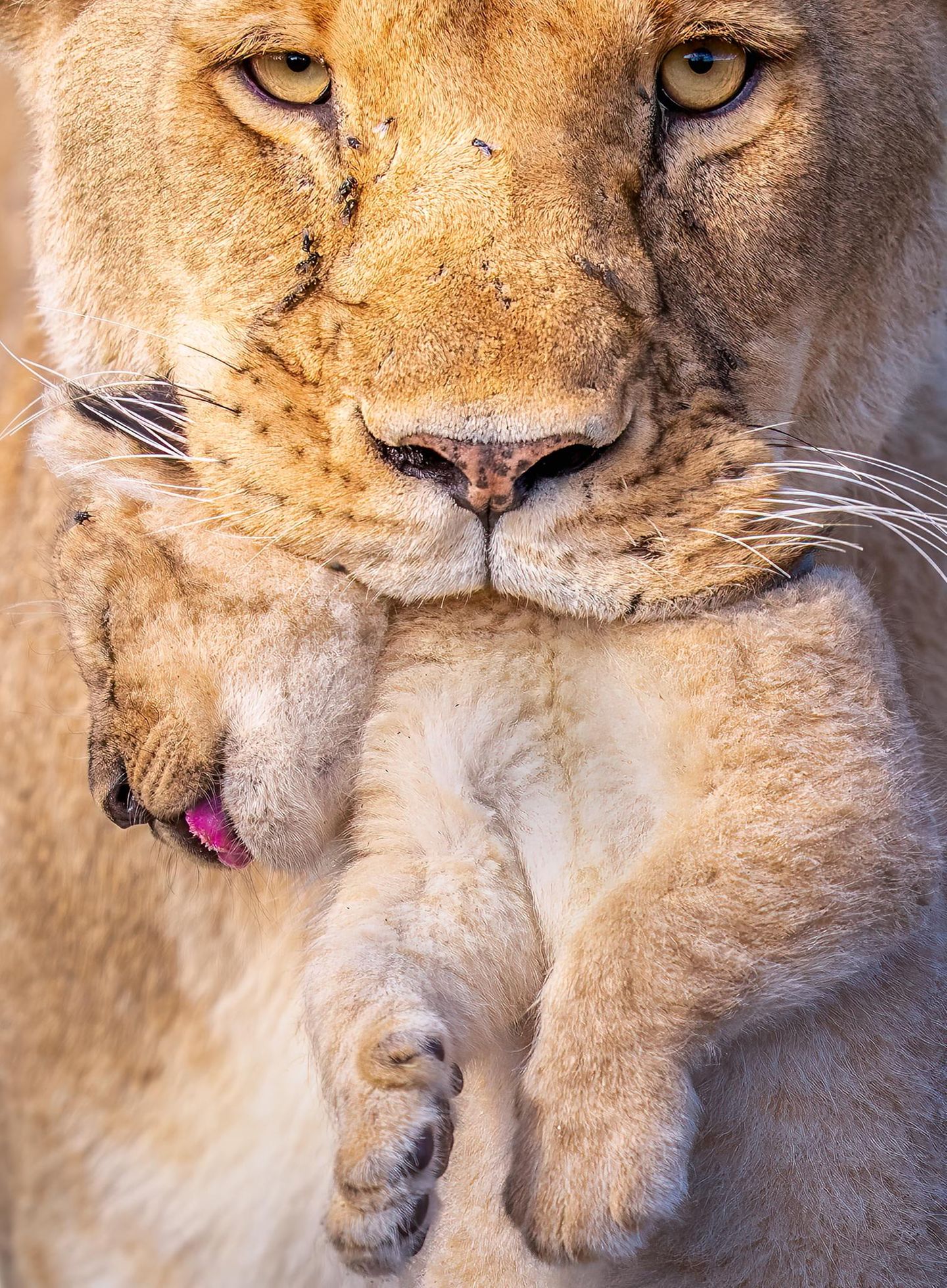 Behutsam trägt eine Löwin im kenianischen Naturpark "Mara North Conservancy" ihr Junges im Maul. Instinktiv erschlaffen die Muskeln des Jungtiers, was den Transport in ein neues Versteck für die Mutter erleichtert. Das Foto gewann den 3. Preis in der Kategorie "Tierporträts".