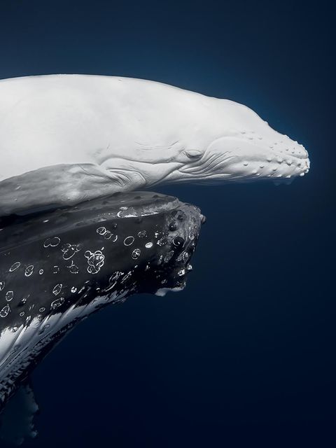 Das Siegerfoto des Wettbewerbs: Ein Buckelwalkalb sucht vor Tonga den Schutz seiner Mutter. Es ist ein Albino, "Mãhina" genannt - was in der Sprache des Inselstaats "Mond" bedeutet. Die komplett weiße Färbung tritt unter Buckelwalen nur bei einem von etwa 40 000 Neugeborenen auf. In den Pazifikgewässern Tongas werden die Riesen der Meere schon lange streng geschützt.