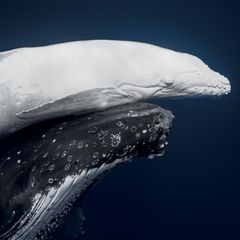 Das Siegerfoto des Wettbewerbs: Ein Buckelwalkalb sucht vor Tonga den Schutz seiner Mutter. Es ist ein Albino, "Mãhina" genannt - was in der Sprache des Inselstaats "Mond" bedeutet. Die komplett weiße Färbung tritt unter Buckelwalen nur bei einem von etwa 40 000 Neugeborenen auf. In den Pazifikgewässern Tongas werden die Riesen der Meere schon lange streng geschützt.
