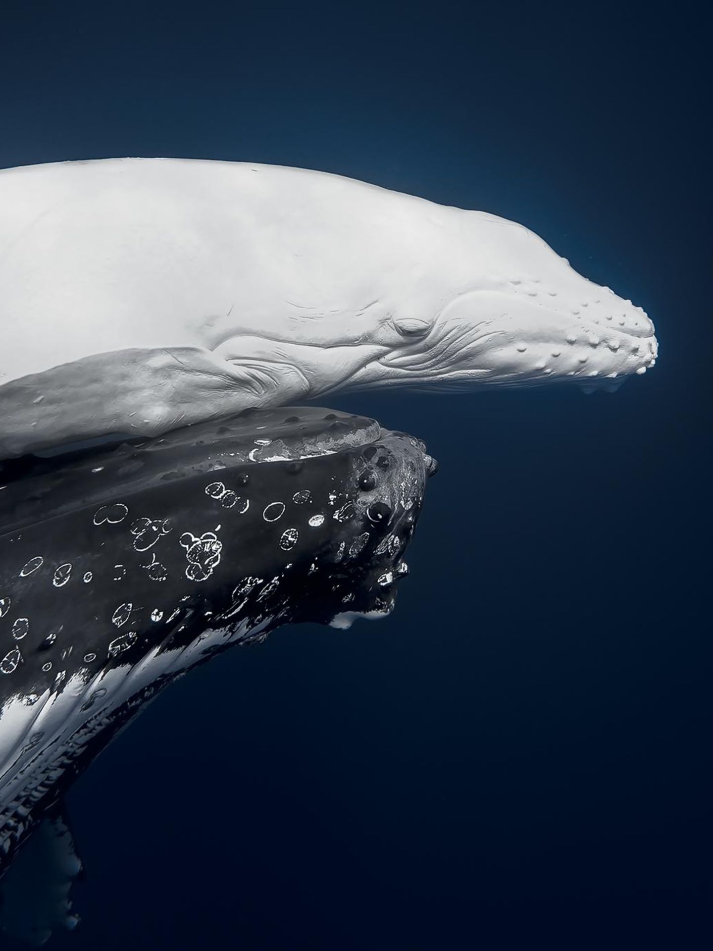 Das Siegerfoto des Wettbewerbs: Ein Buckelwalkalb sucht vor Tonga den Schutz seiner Mutter. Es ist ein Albino, "Mãhina" genannt - was in der Sprache des Inselstaats "Mond" bedeutet. Die komplett weiße Färbung tritt unter Buckelwalen nur bei einem von etwa 40 000 Neugeborenen auf. In den Pazifikgewässern Tongas werden die Riesen der Meere schon lange streng geschützt.