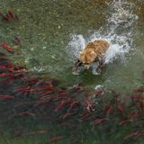Jedes Jahr im August kommen in den Flüssen von Alaskas Katmai Nationalpark abertausende Lachse zur Paarung zusammen. Braunbären warten bereits auf sie. Für das Gewinnerbild in der Kategorie "Tiere in ihrem Lebensraum" positionierte sich der Fotograf Charlie Wemyss-Dunn auf einer Klippe und lauerte über Stunden auf den perfekten Moment.   