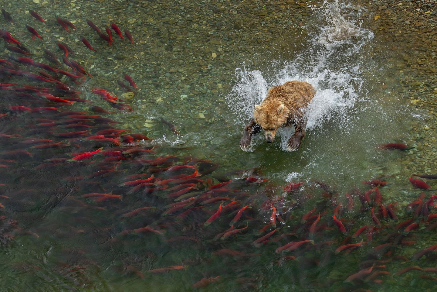 Jedes Jahr im August kommen in den Flüssen von Alaskas Katmai Nationalpark abertausende Lachse zur Paarung zusammen. Braunbären warten bereits auf sie. Für das Gewinnerbild in der Kategorie "Tiere in ihrem Lebensraum" positionierte sich der Fotograf Charlie Wemyss-Dunn auf einer Klippe und lauerte über Stunden auf den perfekten Moment.   