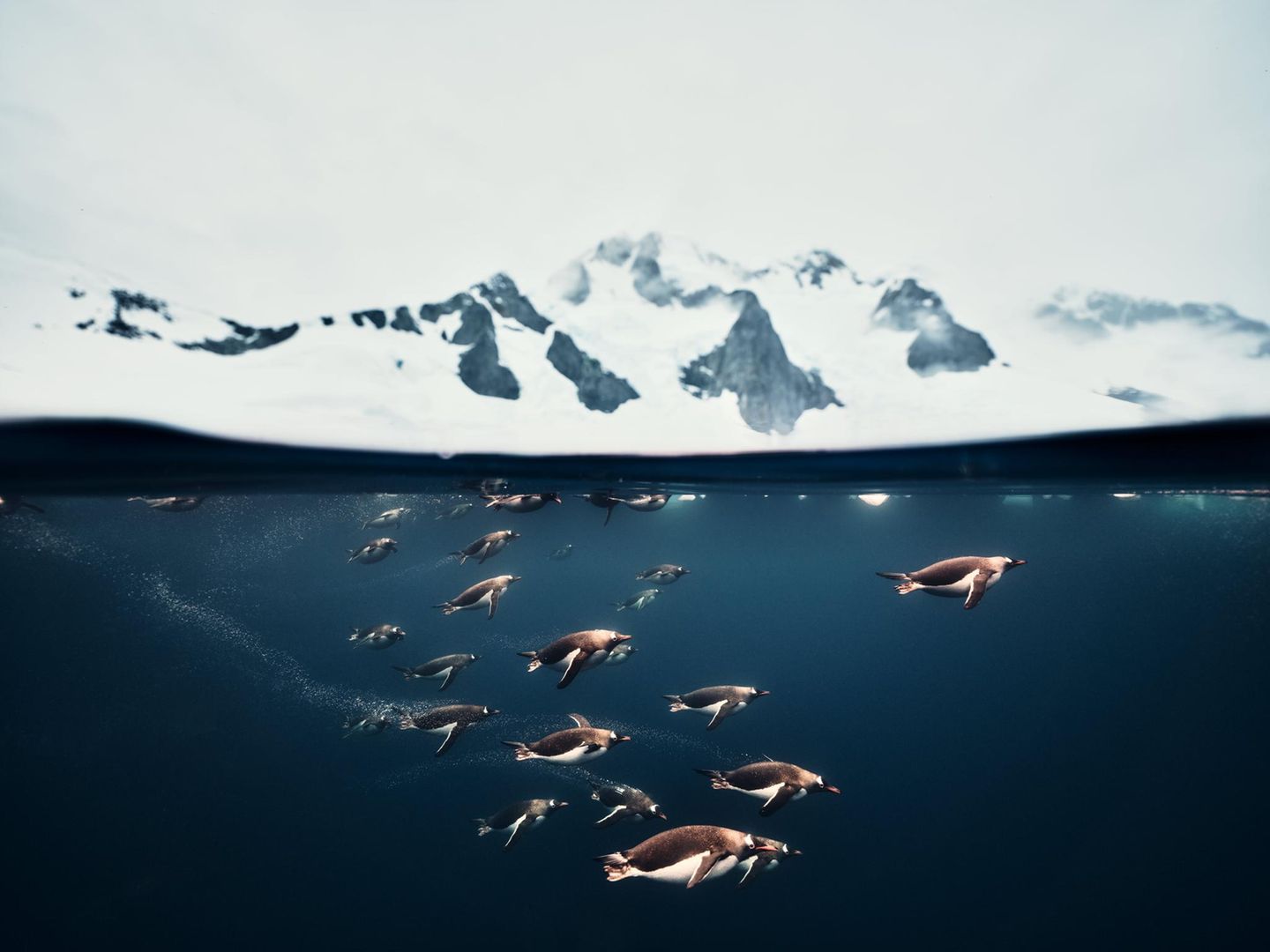 Vor der Antarktischen Halbinsel zieht ein Geschwader aus Pinguinen durchs Meer. Für sein "Split-Level-Foto", das über den tauchenden Jägern zugleich die Gipfel der Bergketten zeigt, erhielt Matthew Sharp den zweiten Preis in der Kategorie "Unterwasser".   