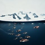 Vor der Antarktischen Halbinsel zieht ein Geschwader aus Pinguinen durchs Meer. Für sein "Split-Level-Foto", das über den tauchenden Jägern zugleich die Gipfel der Bergketten zeigt, erhielt Matthew Sharp den zweiten Preis in der Kategorie "Unterwasser".   