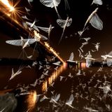 Angezogen vom Lichtermeer Budapests, tanzen tausende Nachtfalter über die Ufer der Donau - und werden den nächsten Morgen nicht mehr erleben, der Stress dieser Nacht rafft sie dahin. Das Foto von Reka Baranyi gewann den 2. Preis in der Kategorie "Wirbellose". 