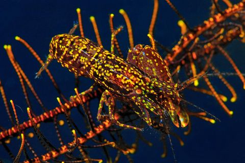 Ein Knallkrebs auf einem Haarstern