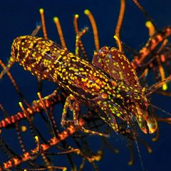 Ein Knallkrebs auf einem Haarstern