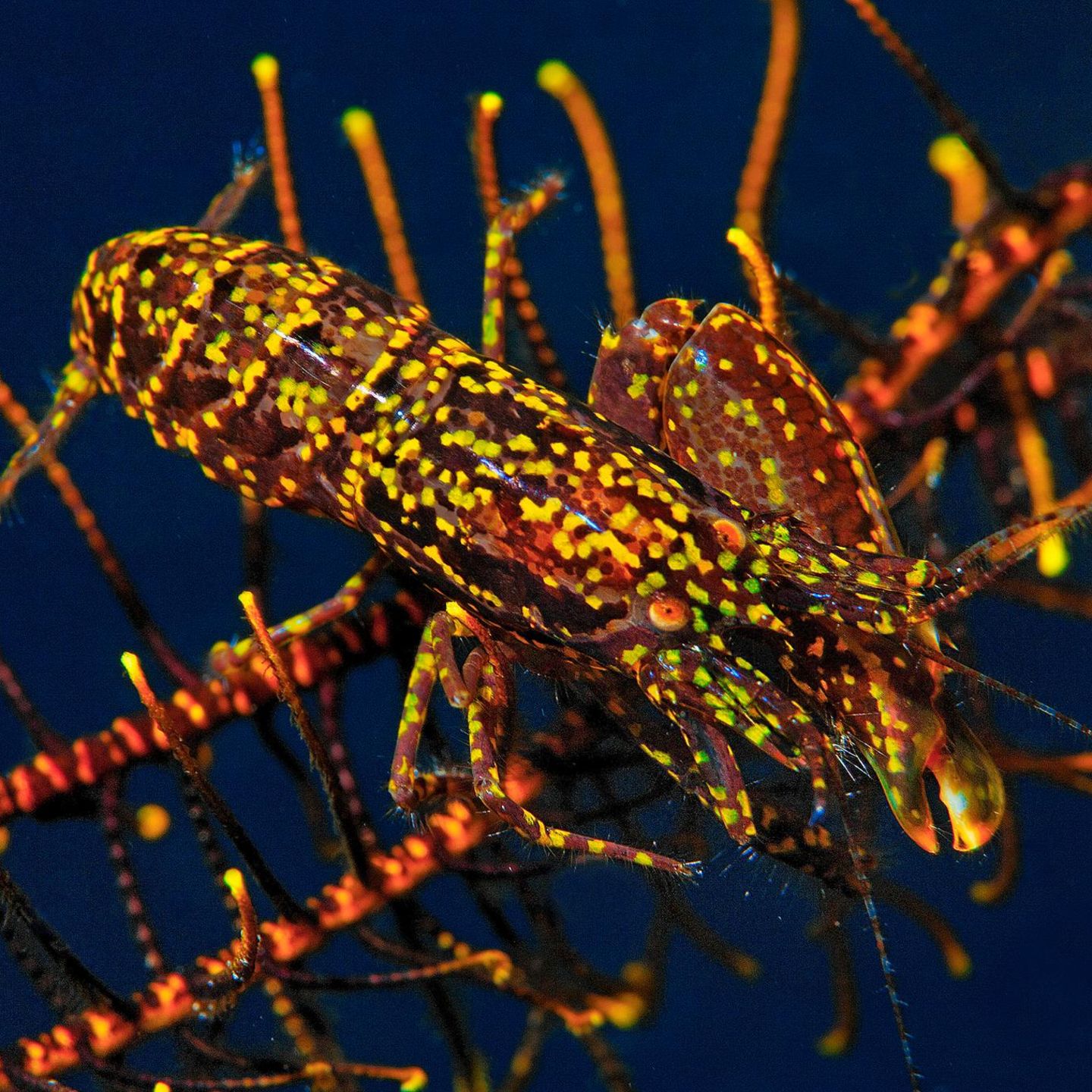Ein Knallkrebs auf einem Haarstern