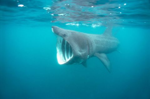 Basking Shark