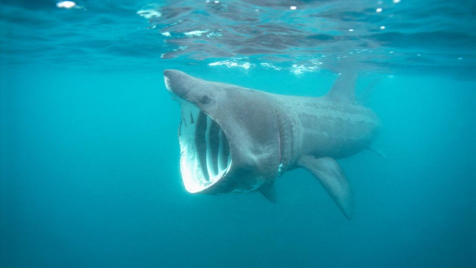 Basking Shark