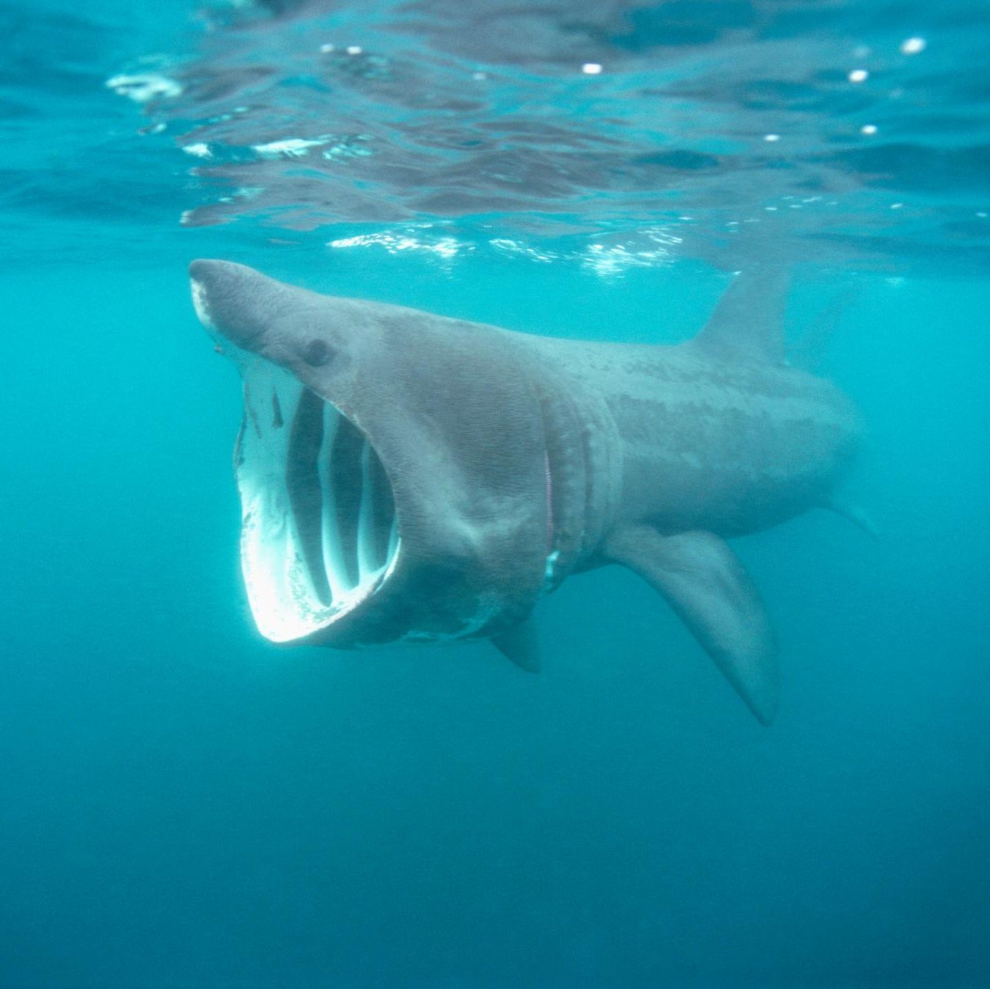 Basking Shark