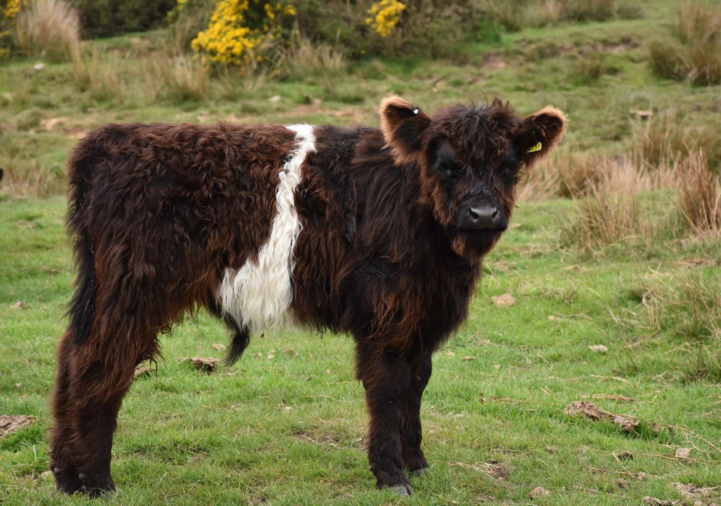 Kalb eines Galloway-Rindes