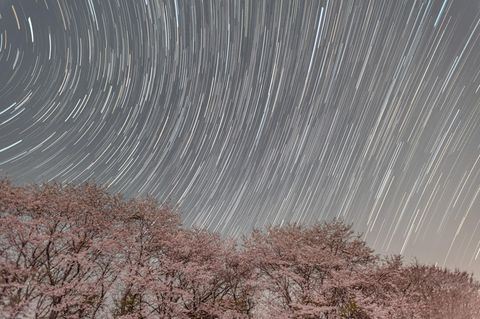 Ein Baum mit Kirschblüten unter dem Sternenhimmel