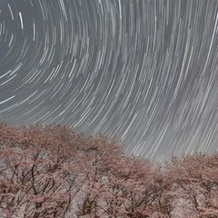 Ein Baum mit Kirschblüten unter dem Sternenhimmel