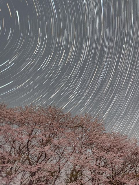 Ein Baum mit Kirschblüten unter dem Sternenhimmel