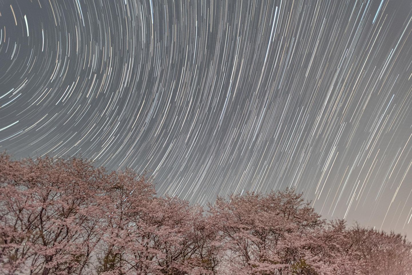 Ein Baum mit Kirschblüten unter dem Sternenhimmel