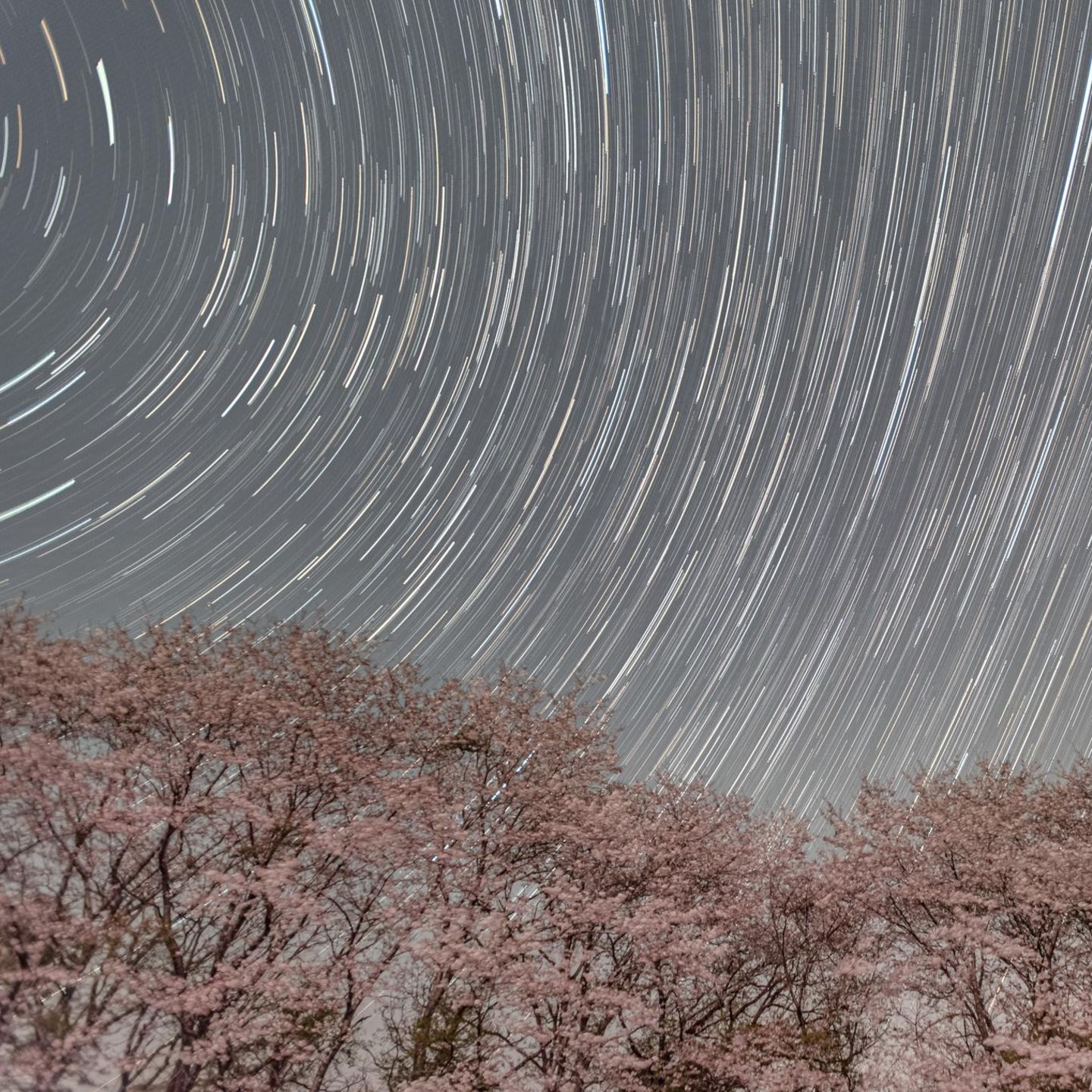Ein Baum mit Kirschblüten unter dem Sternenhimmel