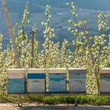 Die Apfelblüte im Trentino konzentriert sich vor allem auf das Val di Non, das als wichtigstes Apfeltal der Region gilt. Millionen Apfelbäume verwandeln das Tal im Frühjahr in ein weiß-rosa Blütenmeer, das sich von den Hängen der Maddalene-Berge bis zum Talboden zieht. Die Hauptblüte findet in der Regel zwischen Anfang April und Anfang Mai statt. Je nach Lage und Witterung reicht das Zeitfenster ungefähr vom 10. April bis in die erste Maiwoche. In dieser Zeit veranstalten Val di Non und Val di Sole unter dem Motto "Aprile Dolce Fiorire" Feste und Genuss-Events.
