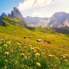 Vor der rauen Dolomitenkulisse leuchten im Frühjahr Blumen auf saftigen Bergwiesen. Die Seceda (im Bild) gehört zur Region Trentino-Südtirol, liegt jedoch nicht in der italienischen Provinz Trient. Insgesamt reicht die Urlaubsregion Trentino von den schroffen Gipfeln der Dolomiten bis zum mediterranen Ufer des Gardasees. Dazwischen warten mittelalterliche Burgen, glasklare Bergseen und blühende Weinberge darauf, entdeckt zu werden. Die geologische Vielfalt spiegelt sich auch im Klima wider: Am nördlichen Gardasee fühlt sich der Frühling oft schon wie ein früher Sommer an, mit milden Tagen zwischen 15 und 25 Grad. In den höher gelegenen Alpen- und Dolomitenregionen bleibt die Luft dagegen frisch – auf manchen Wegen hält sich der Schnee noch bis weit in die Saison hinein.