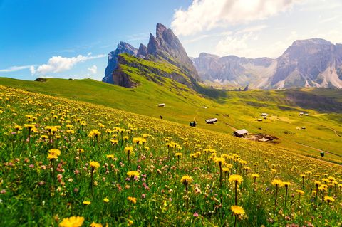 Vor der rauen Dolomitenkulisse leuchten im Frühjahr Blumen auf saftigen Bergwiesen. Die Seceda (im Bild) gehört zur Region Trentino-Südtirol, liegt jedoch nicht in der italienischen Provinz Trient. Insgesamt reicht die Urlaubsregion Trentino von den schroffen Gipfeln der Dolomiten bis zum mediterranen Ufer des Gardasees. Dazwischen warten mittelalterliche Burgen, glasklare Bergseen und blühende Weinberge darauf, entdeckt zu werden. Die geologische Vielfalt spiegelt sich auch im Klima wider: Am nördlichen Gardasee fühlt sich der Frühling oft schon wie ein früher Sommer an, mit milden Tagen zwischen 15 und 25 Grad. In den höher gelegenen Alpen- und Dolomitenregionen bleibt die Luft dagegen frisch – auf manchen Wegen hält sich der Schnee noch bis weit in die Saison hinein.